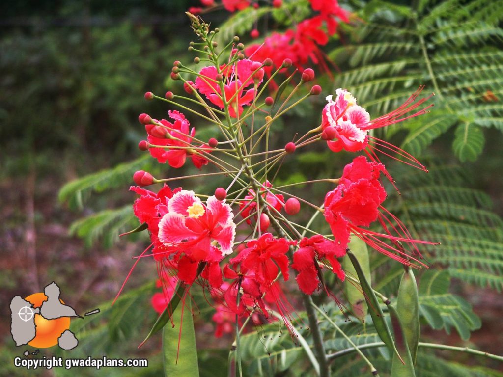 Petit flamboyant rose - Fleurs de Guadeloupe
