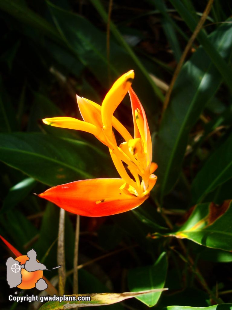 Oiseau de paradis - Fleurs tropicales