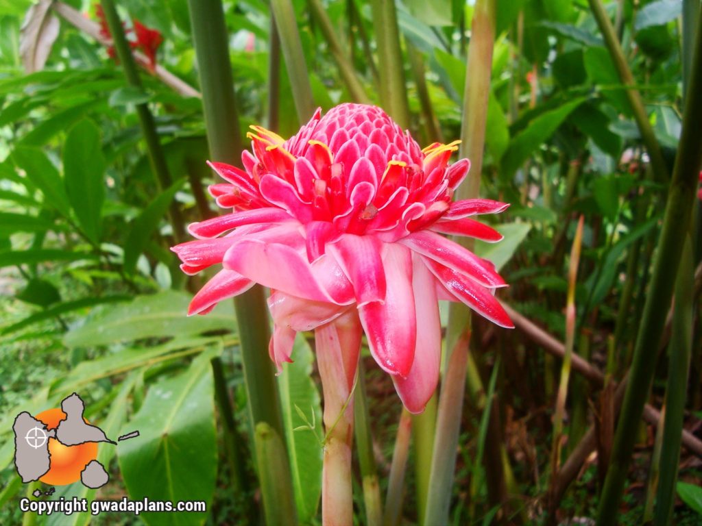 Rose de porcelaine rose - Fleurs de Guadeloupe
