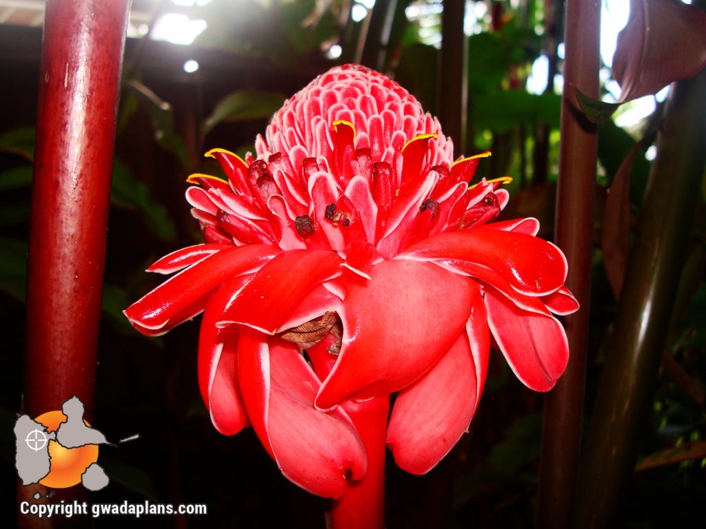 Rose de porcelaine rouge - Fleurs de Guadeloupe