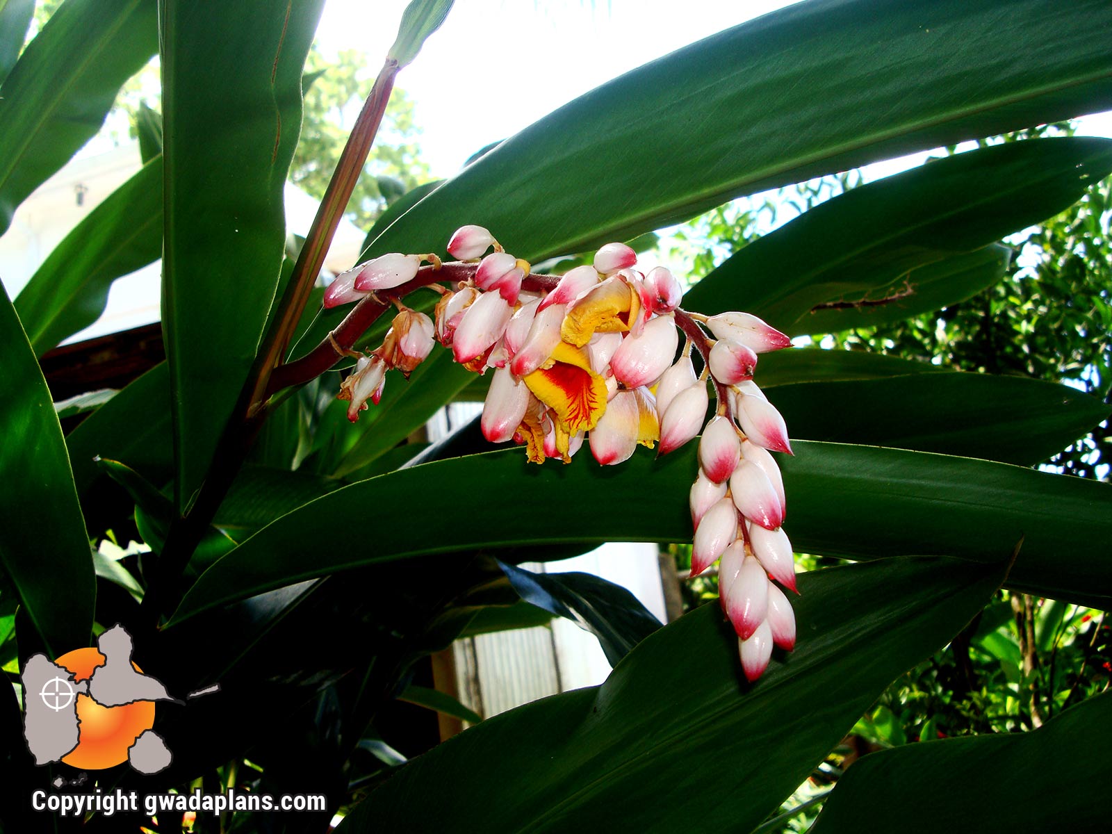 A tout maux - Fleurs tropicales