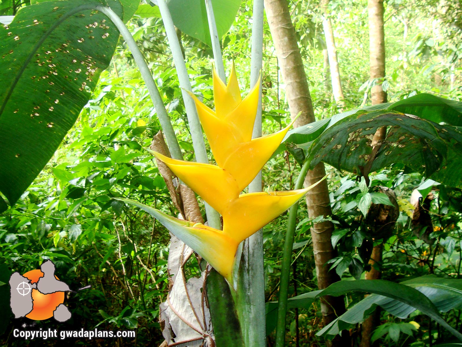 Balisier jaune- Fleurs de Guadeloupe