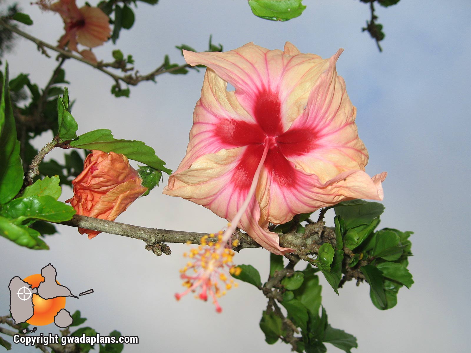 Hibisus rose - Fleurs de Guadeloupe