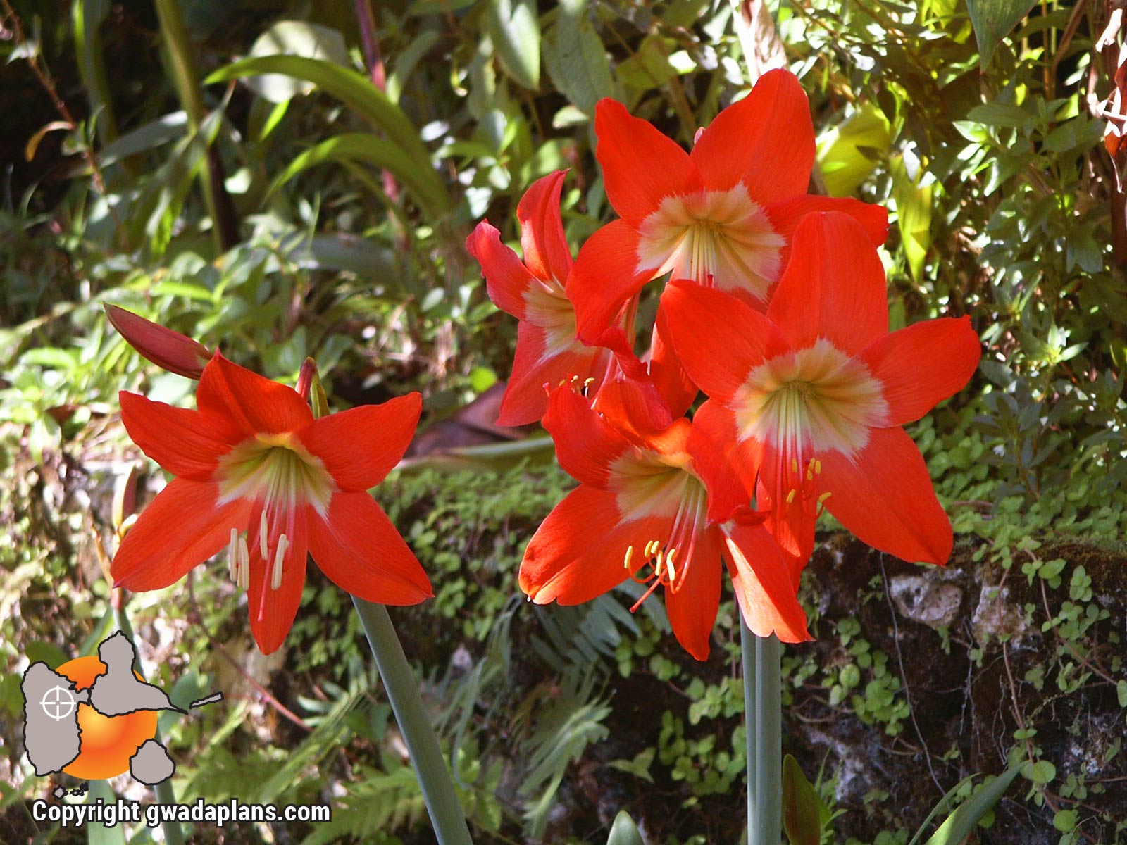 Lys orange - Fleurs de Guadeloupe