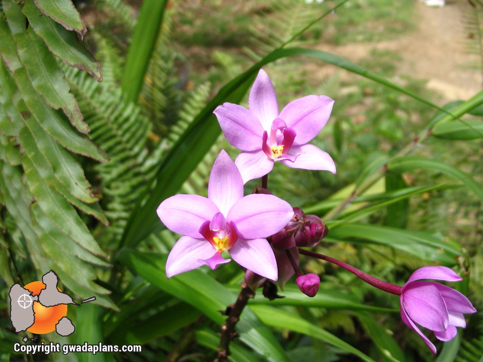 Orchidée sauvage - Fleurs de Guadeloupe