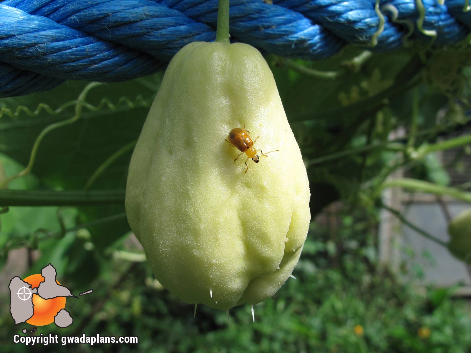Christophine - Gastronomie Guadeloupe