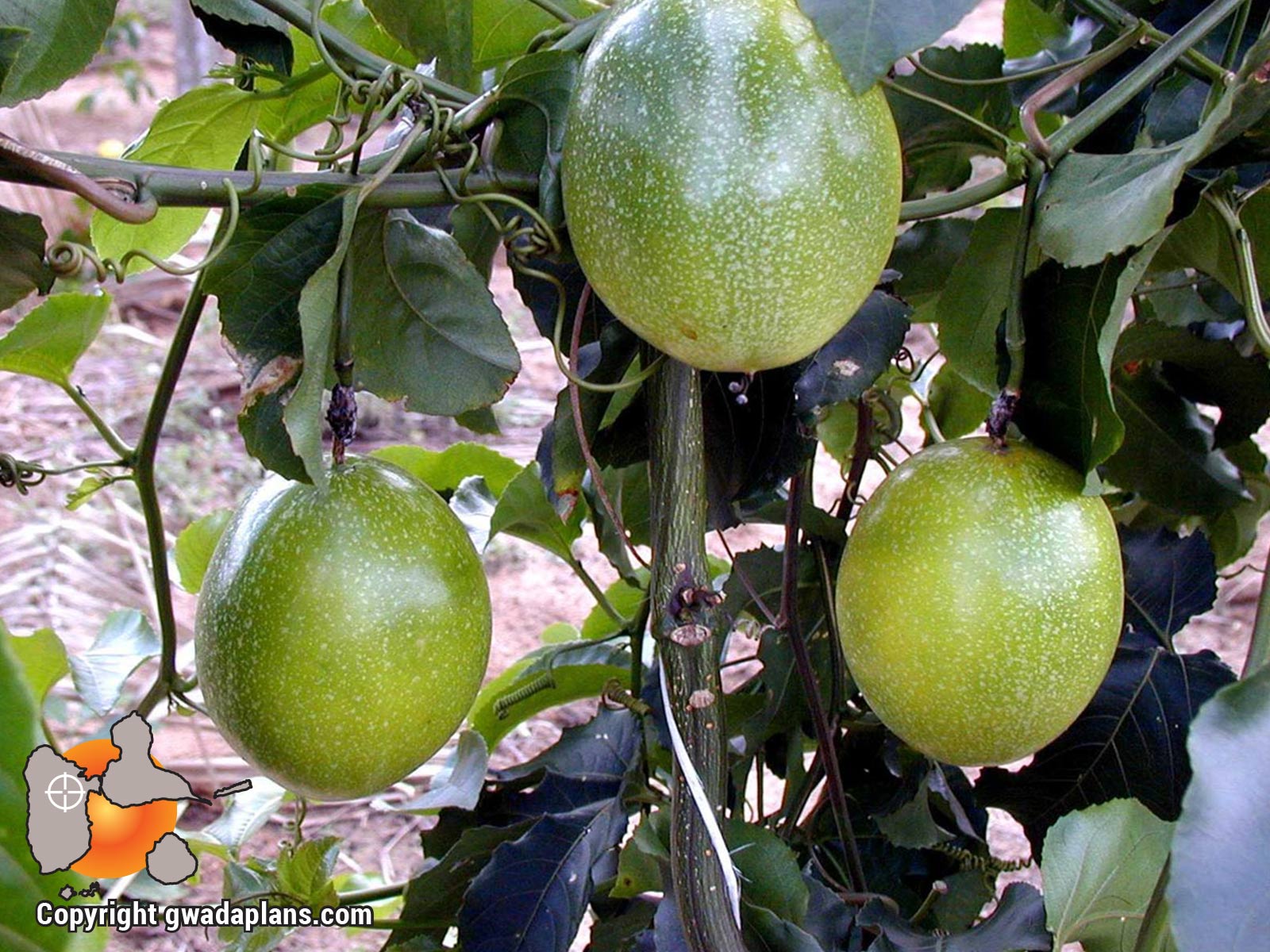 Maracudja - Gastronomie Guadeloupe