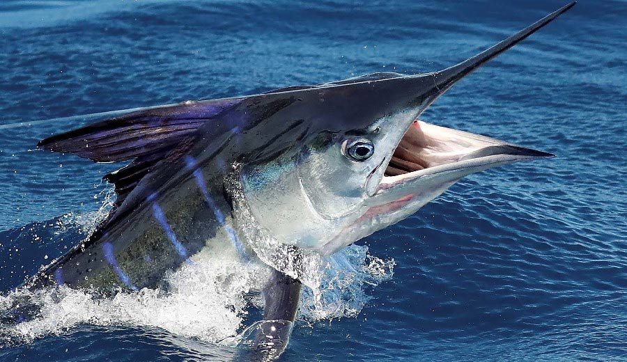 Marlin - Gastronomie Guadeloupe