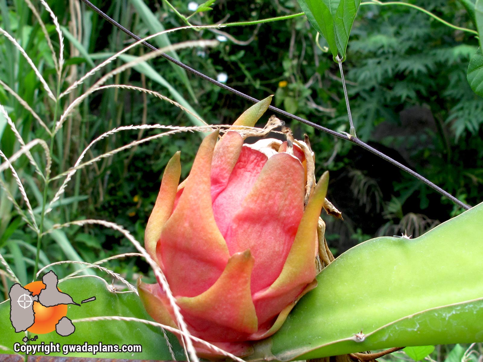 Pitaya - Gastronomie Guadeloupe
