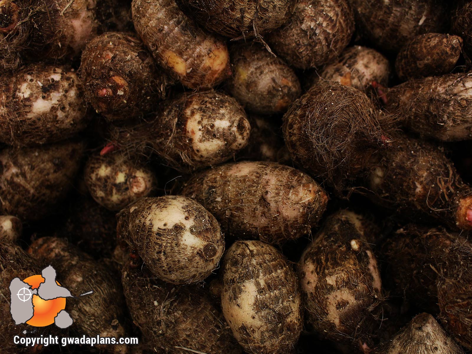 Igname, racine - Guadeloupe