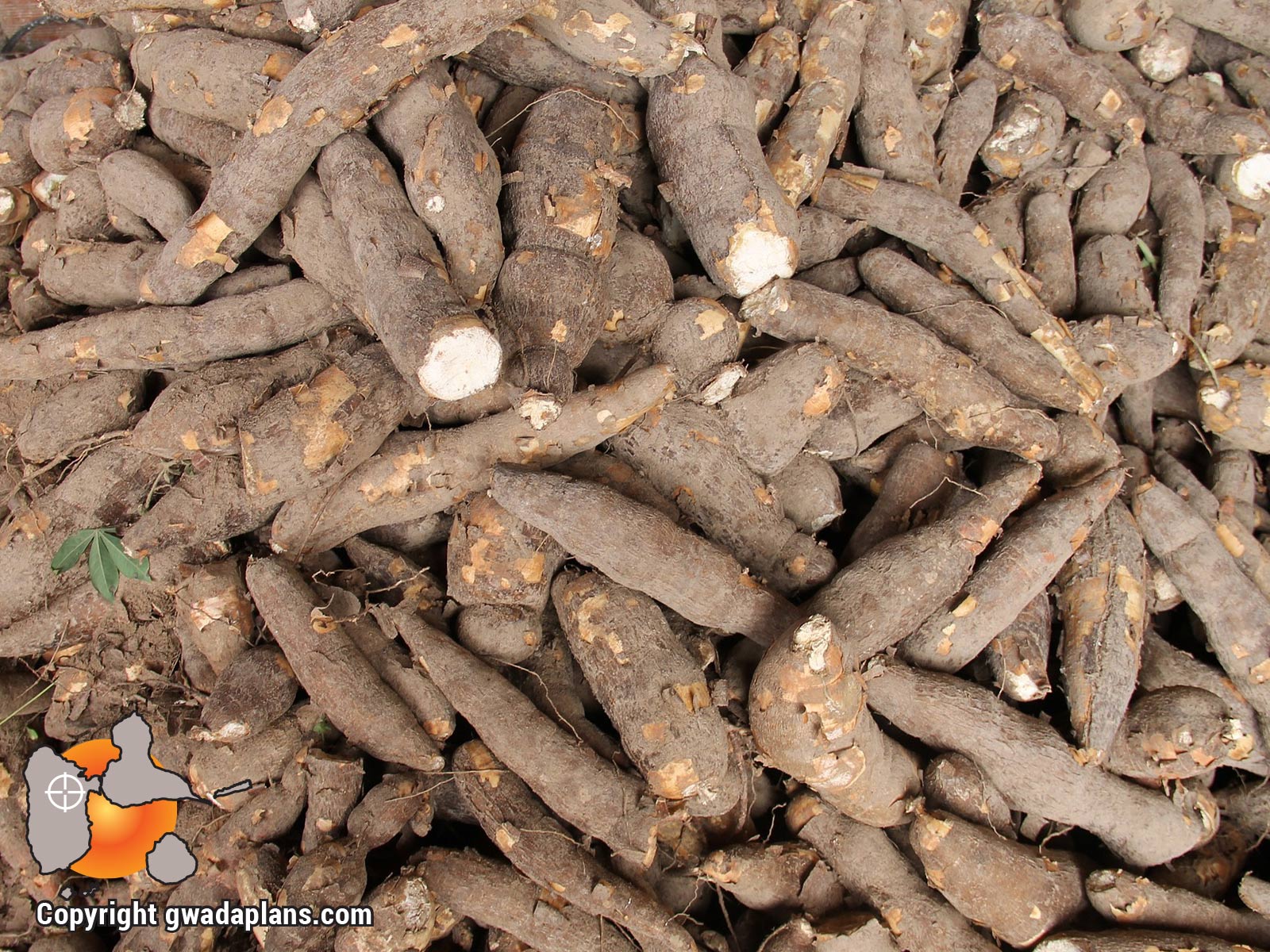Manioc, racine - Guadeloupe