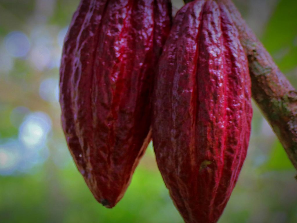 Criollo - Cacao rouge
