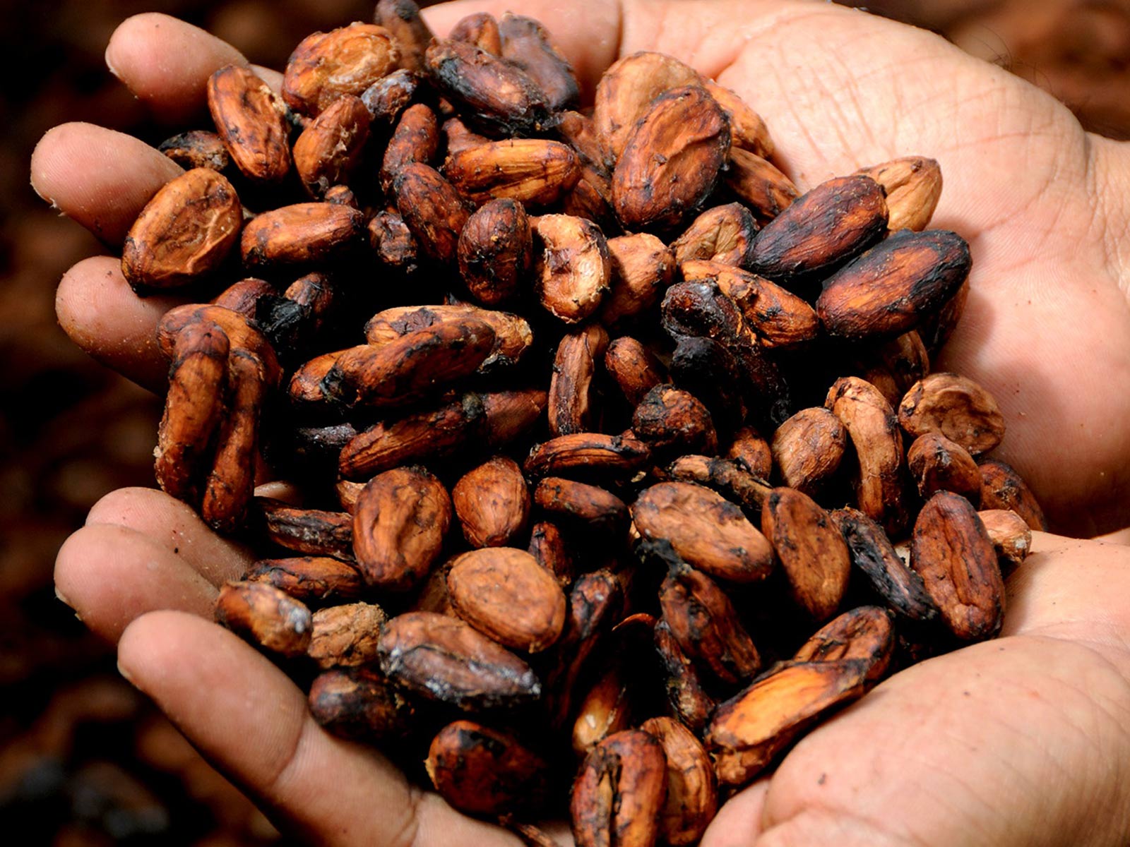 Culture du cacao : les fèves avant torréfaction