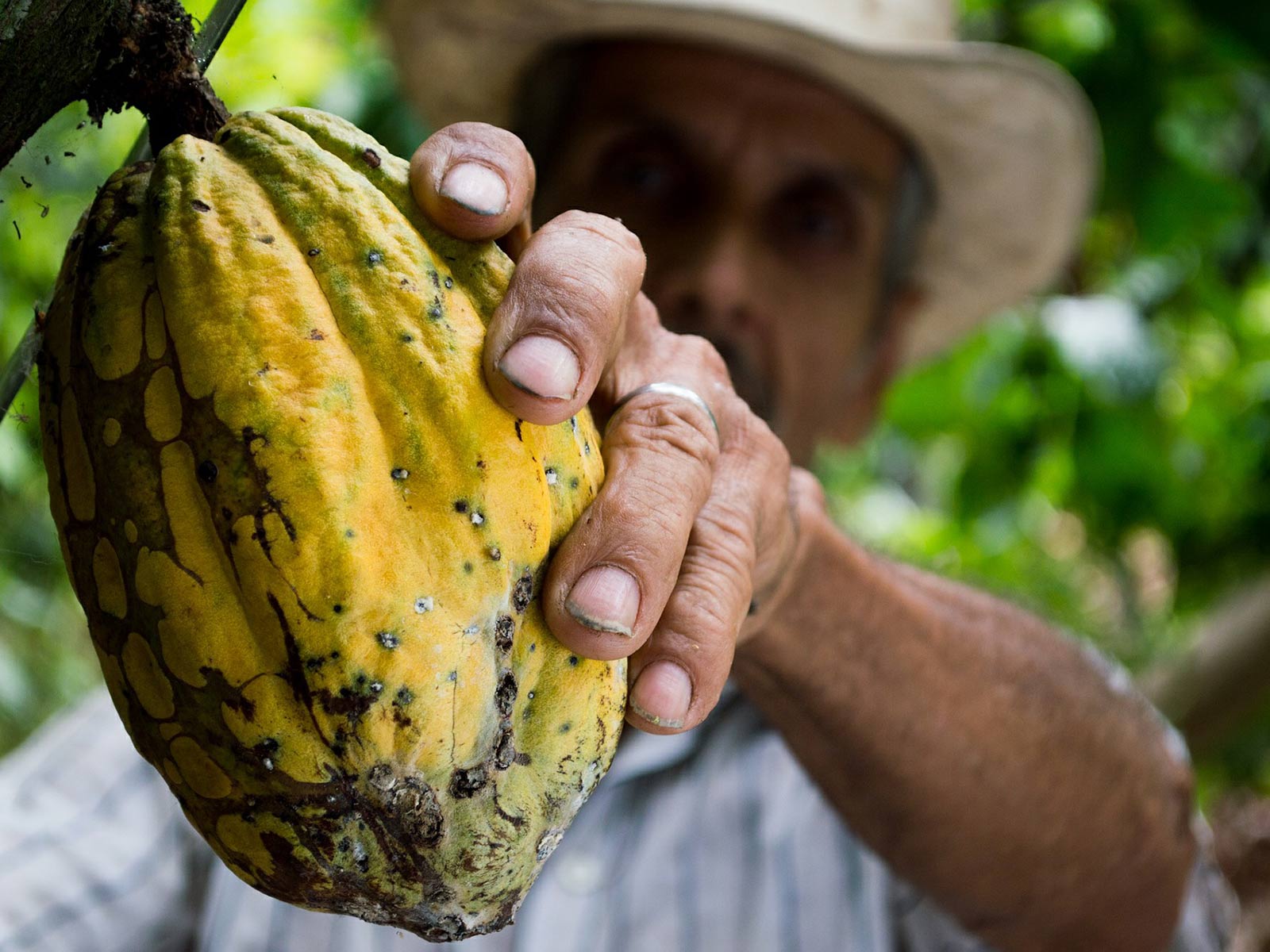 Culture du cacao : récolte des cabosses à maturié