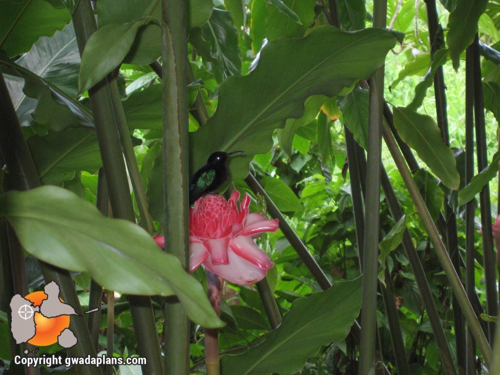 Colibri