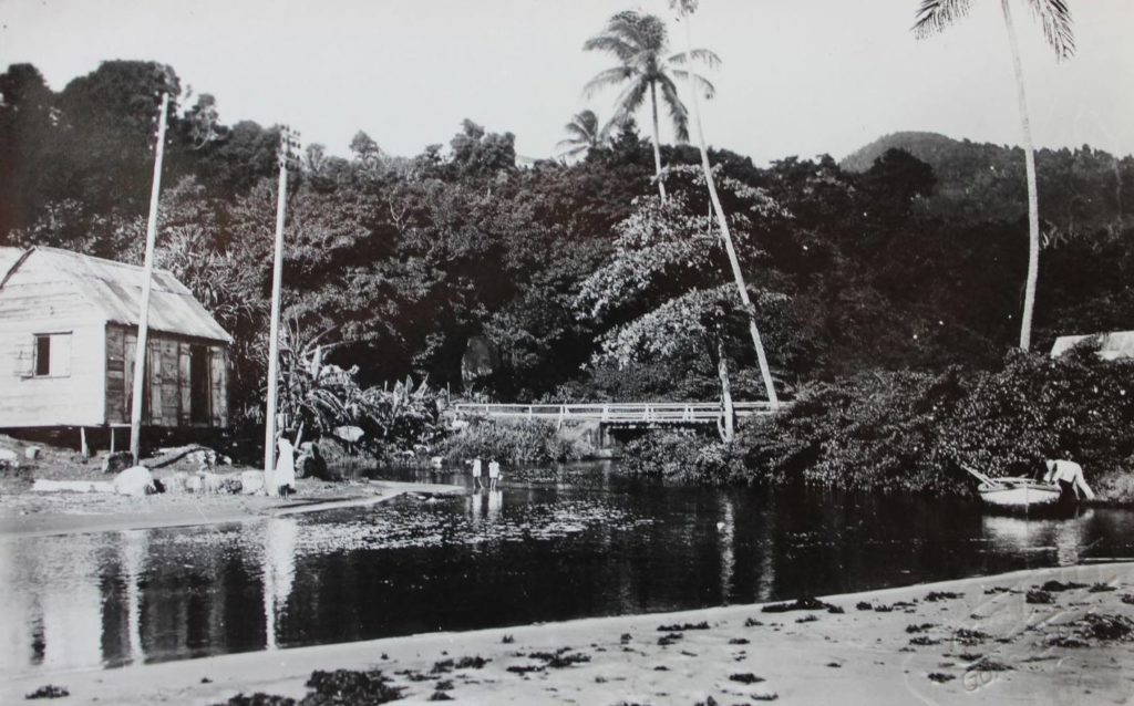 Capesterre Belle Eau - Bananier