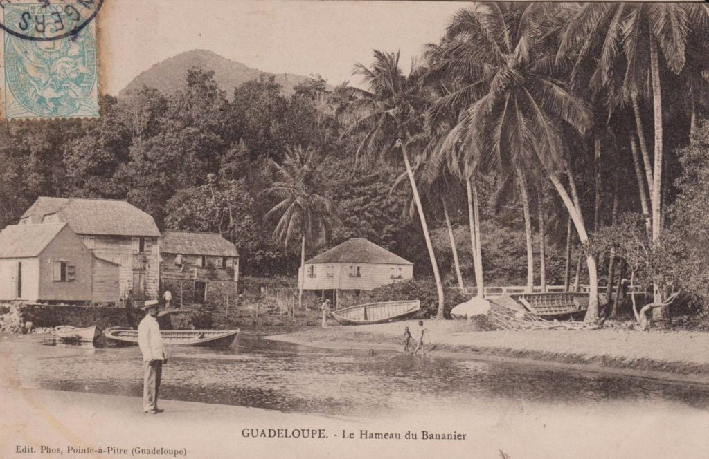 Capesterre Belle Eau - Bananier