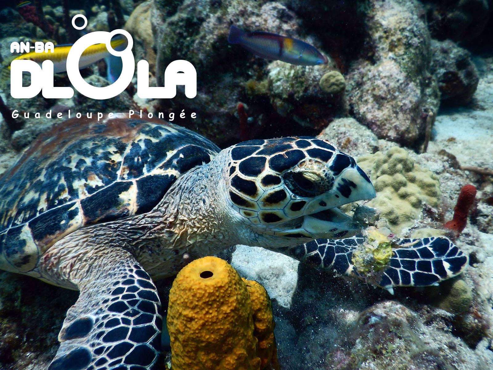 Tortue marine de la Réserve Cousteau