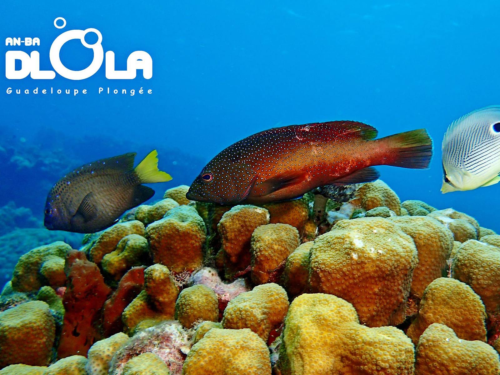 Fonds marins de la Réserve Cousteau