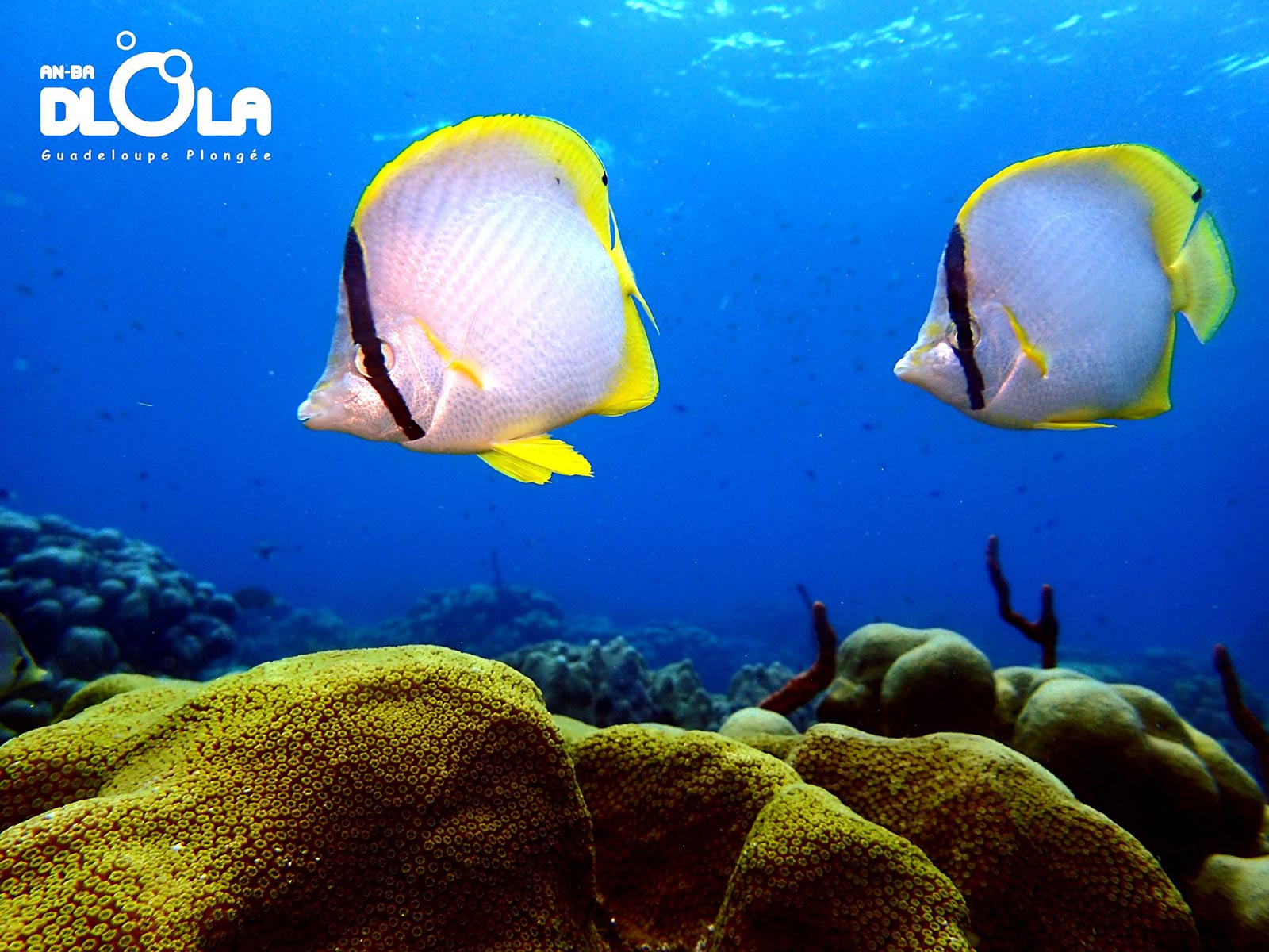 Fonds marins de la Réserve Cousteau