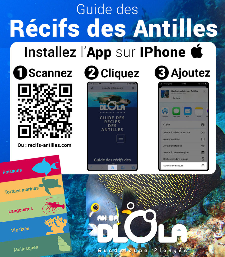 Récifs des Antilles pour IOS Iphone et Ipad