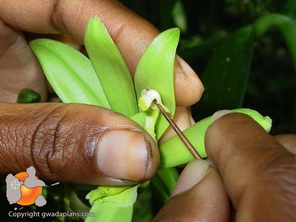 Pollinisation de la vanille