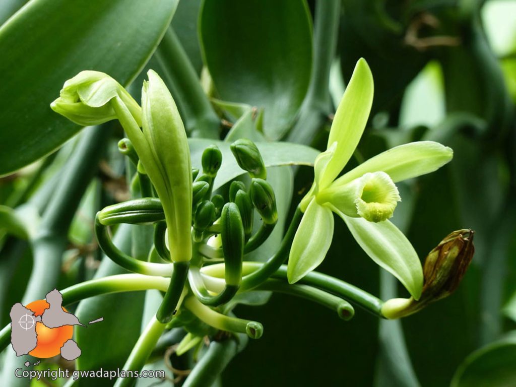 Fleur de vanille