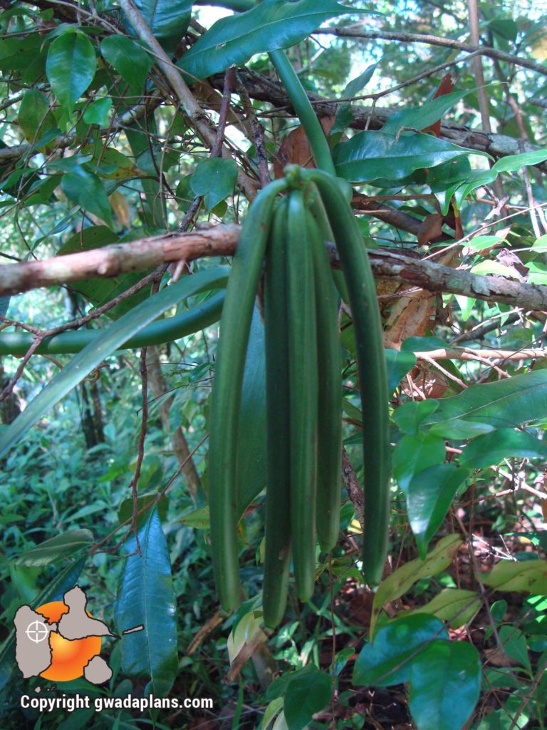 Fruits de vanille prêts pour la récolte