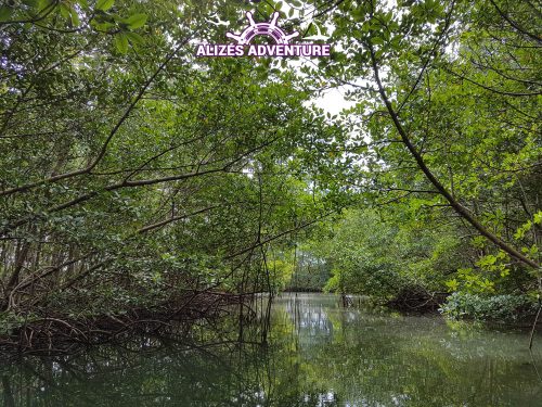 Alizés Adventure - Excursion lagon et mangrove